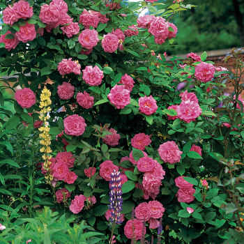 Rose, Climbing, Zéphirine Drouhin