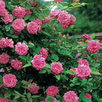 Rose, Climbing, Zephirine Drouhin Rose, Climbing, Zephirine Drouhin