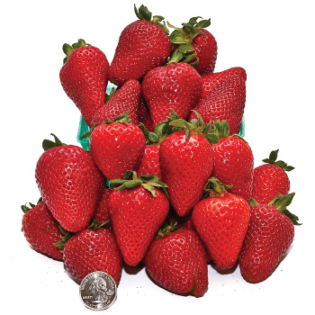 Albion Everbearing Strawberry
