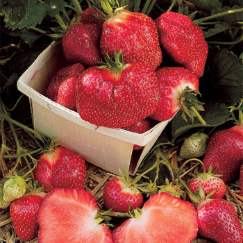 Cabot Junebearing Strawberry
