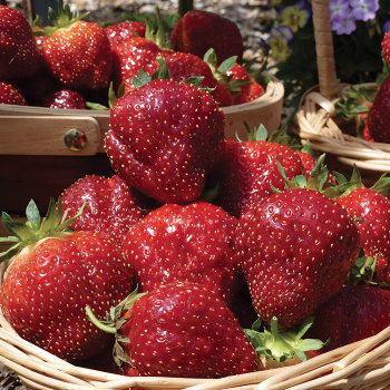 Strawberry, June Bearing, Cabot, 25 plants Strawberry, June Bearing, Cabot, 25 plants