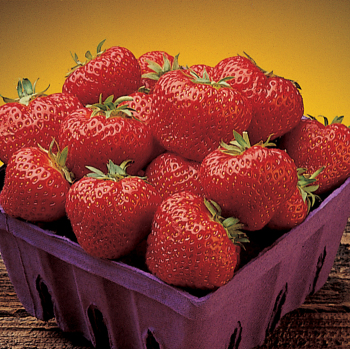 Strawberry, June Bearing, Cavendish, 25 plants Strawberry, June Bearing, Cavendish, 25 plants