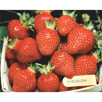 Earliglow Junebearing Strawberry