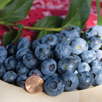 Product Image of Blueberry, Blueray