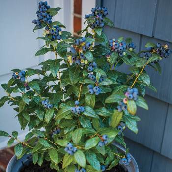 Perpetua Blueberry