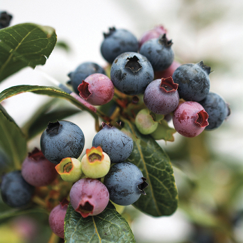 Product Image of Blueberry, Perpetua