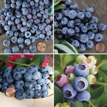 Blueberry, Northern Offer #1