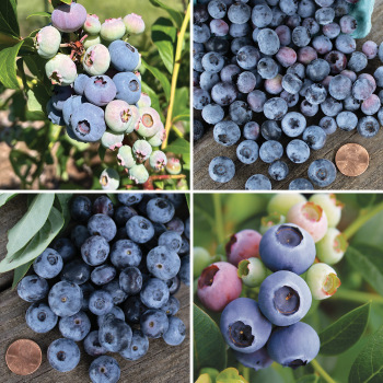 Product Image of Blueberry, Northern Offer #1