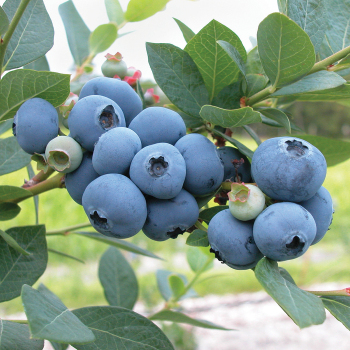 Northern Blueberry Offer #2