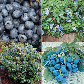 Blueberry, Space-Saver Offer