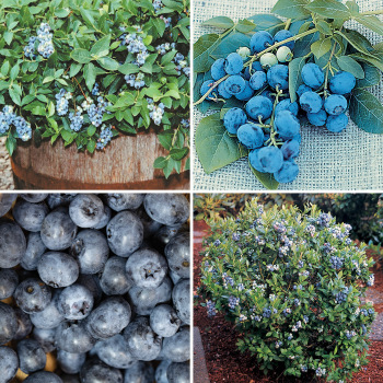 Product Image of Blueberry, Space-Saver Offer