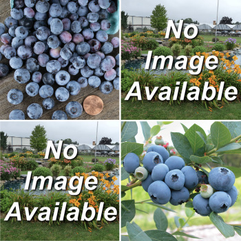 Northern Blueberry Offer #2