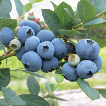 Northern Blueberry Offer #2 Northern Blueberry Offer #2
