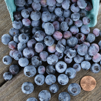 Blueberry, Northland