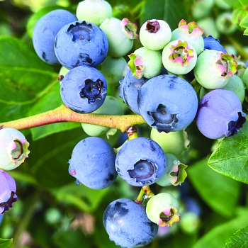 Product Image of Blueberry, Northland