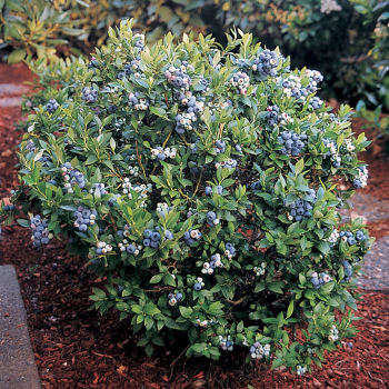 Product Image of Blueberry, Dwarf Top Hat
