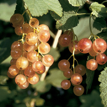 Pink Champagne Currant