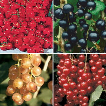 Product Image of Currant, Offer