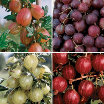 Product Image of Gooseberry, Offer