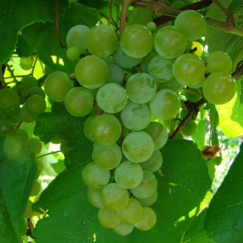 Product Image of Grape, Edelweiss