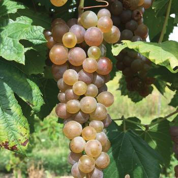 Product Image of Grape, Itasca Wine