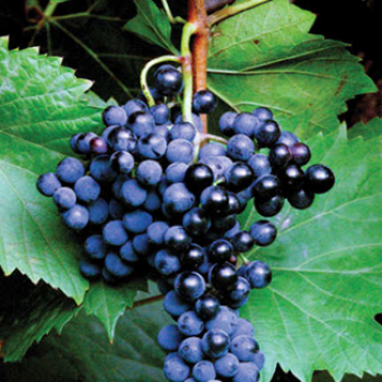Frontenac™ Grape