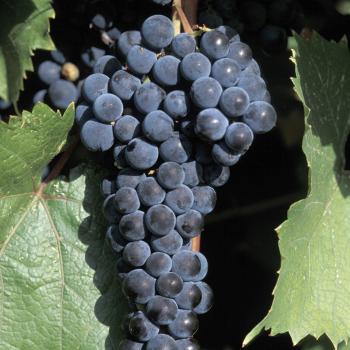 Product Image of Grape, Marquette