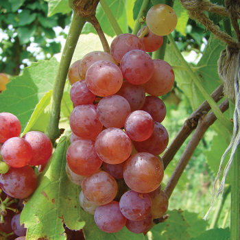Somerset Seedless Grape