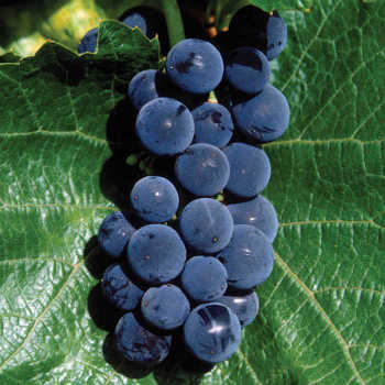 St. Croix™ Grape
