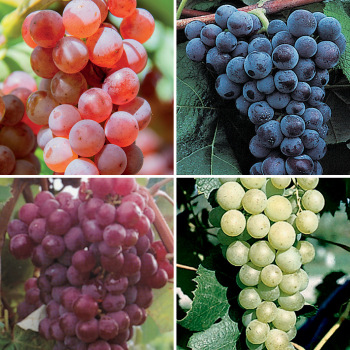 Product Image of Grape, Seedless Offer