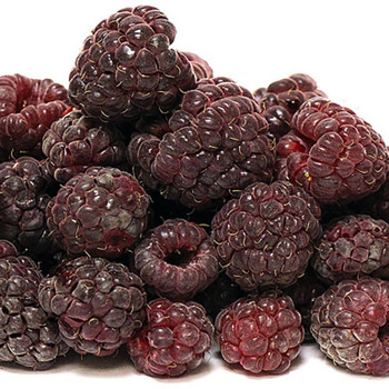 Raspberry, Fall-Bearing, Brandywine, 3 Pack