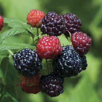 Product Image of Raspberry, Jewel Black, Pack of 3