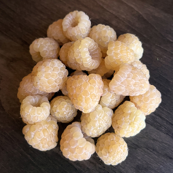 Raspberry, Fall Bearing, Anne