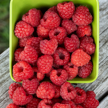 Raspberry, Summer Bearing, Killarney, 5 Canes Raspberry, Summer Bearing, Killarney, 5 Canes