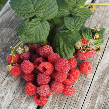 Raspberry, Summer Bearing, Latham Raspberry, Summer Bearing, Latham