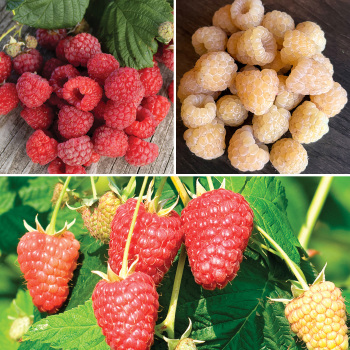 Raspberry, Sampler #2