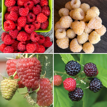 Raspberry, Sampler #1