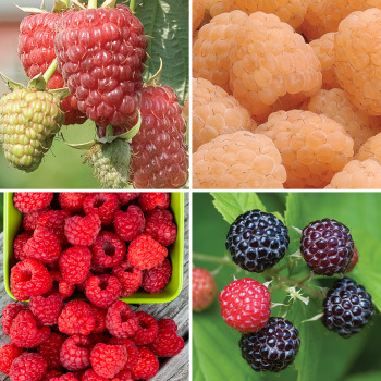 Product Image of Raspberry, Sampler #1
