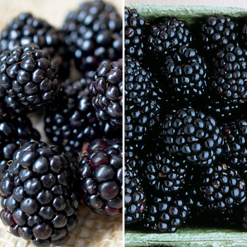 Product Image of Blackberry, Thornless Offer