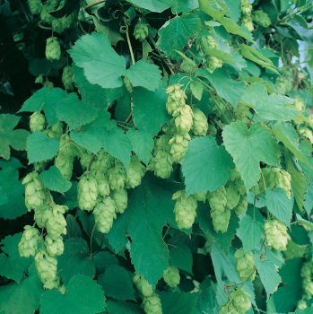 Hops, Cascade