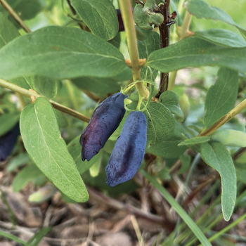 Haskap, Canadian, Aurora