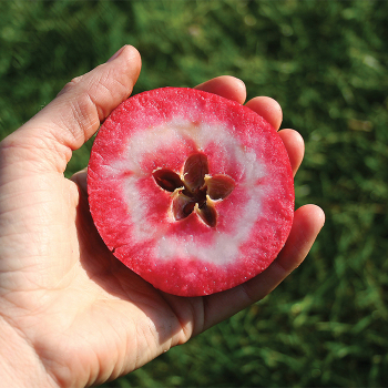 Apple, Redlove® Odysso® Red Fleshed