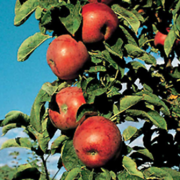 Northpole™ Columnar Apple