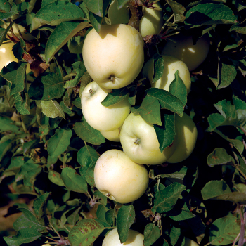 White Icicle™ Columnar Apple