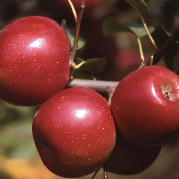 Product Image of Apple, Semi Dwarf, Enterprise
