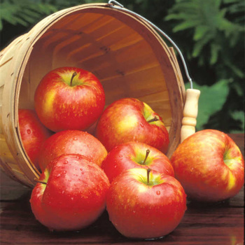 Organic Triumph® Semi-Dwarf Apple Tree - Fruition Seeds