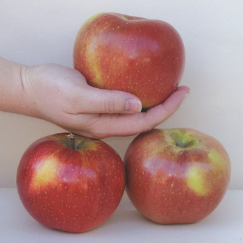Apple, Semi Dwarf, Wolf River