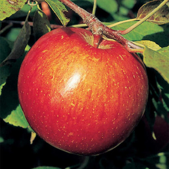Haralson Dwarf Apple