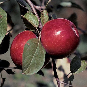 RubyMac® Mcintosh Dwarf Apple