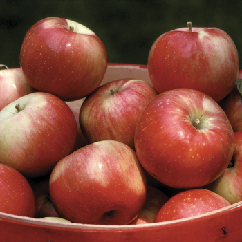 Apple, Dwarf, Zestar®